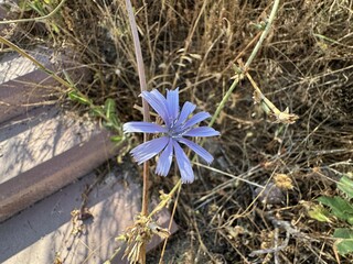 Close detailed shot of Cichorium intybus blue flower. Bright blue chicory flower, chicory wild...