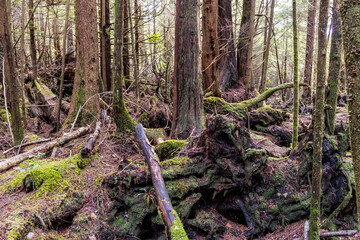 Obraz premium Lush Moss-Covered Forest Scene on Vancouver Island's West Coast