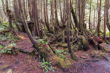 Obraz premium Dense Forest in Botanical Beach, Vancouver Island, BC, Canada