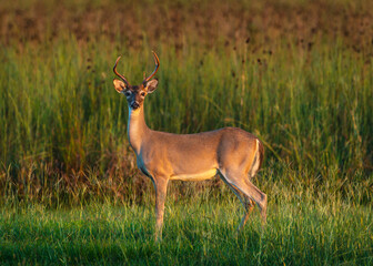 A White-tailed Deer lit by the setting sun