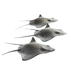 Fototapeta premium Three stingrays displayed on a clean transparent background showcasing their unique shapes and features, Stingrays with transparent background