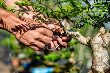 Expert Techniques in Bonsai Pruning, Showcasing the Art of Cultivating Beautiful Trees