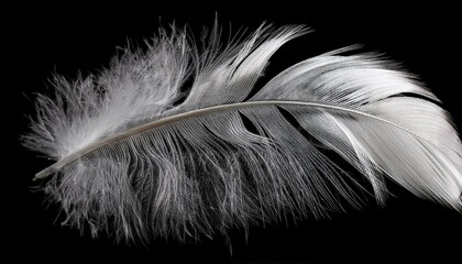 Obraz premium feather on black