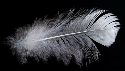 Obraz premium white feather on black background