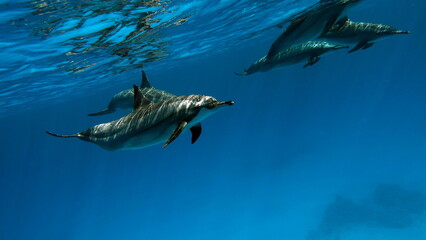 Dolphins. Spinner dolphin. Stenella longirostris is a small dolphin that lives in tropical coastal...