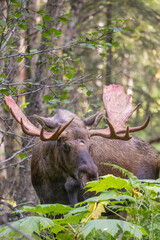 Bull Alaska Yukon Moose in Early Autumn in Alaska