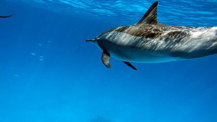 Dolphins. Spinner dolphin. Stenella longirostris is a small dolphin that lives in tropical coastal...