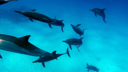 Dolphins. Spinner dolphin. Stenella longirostris is a small dolphin that lives in tropical coastal...