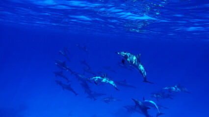 Dolphins. Spinner dolphin. Stenella longirostris is a small dolphin that lives in tropical coastal waters around the world. 