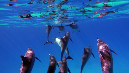 Dolphins. Spinner dolphin. Stenella longirostris is a small dolphin that lives in tropical coastal...