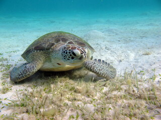 Obraz premium Big Green turtle , Green turtles are the largest of all sea turtles. A typical adult is 3 to 4 feet long and weighs between 300 and 350 pounds.
