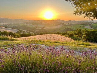 Fototapeta premium A stunning sunrise view with lavender flowers in full bloom in the foreground, set against a backdrop of majestic mountains. The soft light of dawn casts a warm glow, enhancing the natural beauty.