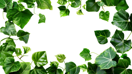 Devil's ivy leaf frame, Ceylon vine leaves isolated on transparent background. PNG