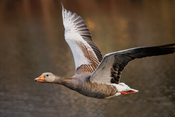 Flying grey goose