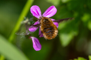 Ein Großer Wollschweber steht fliegend und saugend über einer Blüte