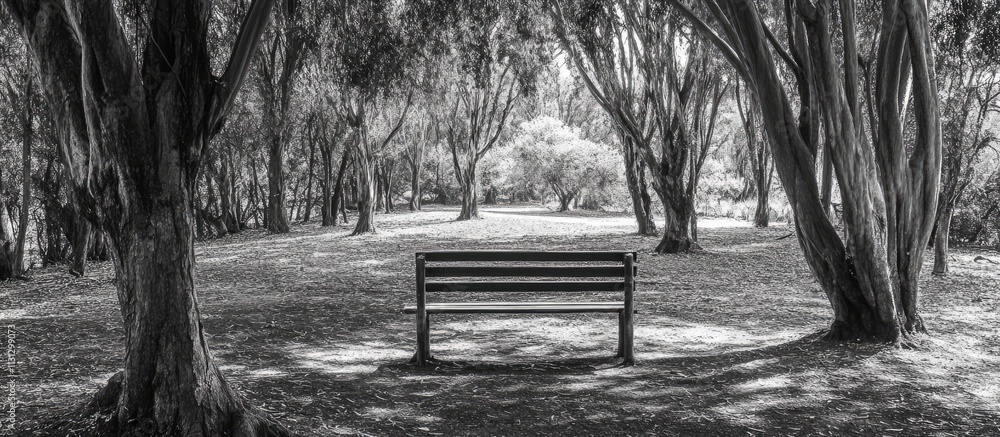 Poster serene bench surrounded by tall trees in a peaceful park setting ideal for solitude and reflection i