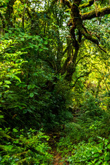 Fototapeta premium Forest hiking trail and tropical jungle plants trees Costa Rica.