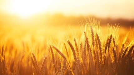 Fototapeta premium A soft, blurred field of golden wheat with a clear, open sky