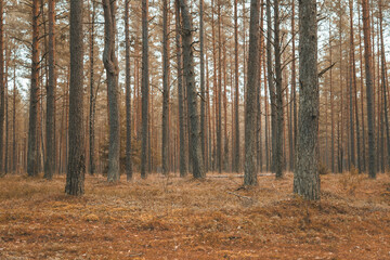 A beautiful natural forest in the Knyszyńska Forest
