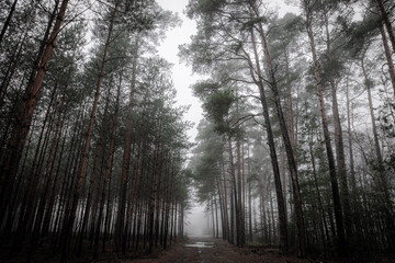 Leśne ścieżki we mgle