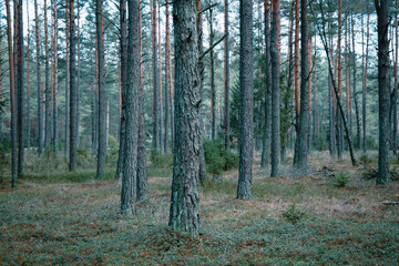 Obraz premium A beautiful natural forest in the Knyszyńska Forest 