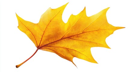 Obraz premium Vibrant yellow autumn leaf isolated on white background showcasing intricate details and rich textures of nature's seasonal beauty