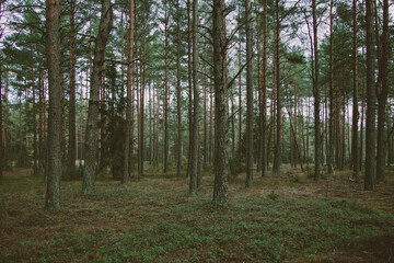 A beautiful natural forest in the Knyszyńska Forest
