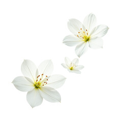 Fototapeta premium Ethereal White Flowers Flying Isolated on Transparent PNG Cutout
