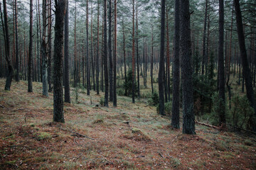 A beautiful natural forest in the Knyszyńska Forest
