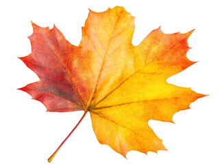 Obraz premium maple leaf isolated on white