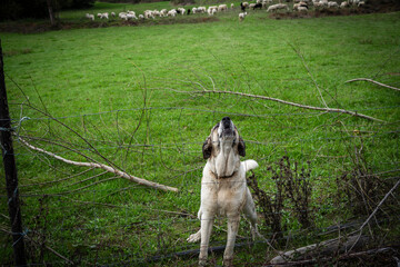 Sheepdog defending a flock of sheep grazing in a meadow, Parâmio, municipality of Braganza,...