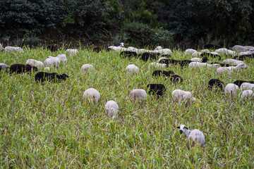 flock of sheep grazing in a meadow, Parâmio, municipality of Braganza, Trás-os-Montes and Alto...