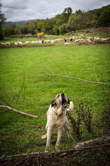 Sheepdog defending a flock of sheep grazing in a meadow, Parâmio, municipality of Braganza,...