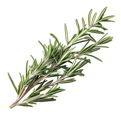 Obraz premium Fresh rosemary sprig isolated on a clean transparent background showcasing its vibrant green color and texture, Rosemary isolated on transparent background