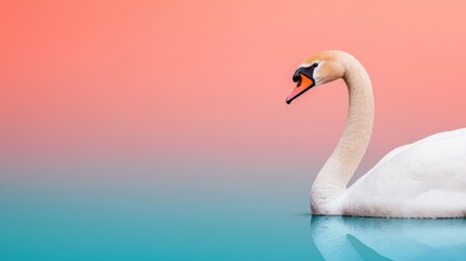 Obraz premium Watercolor texture and vibrancy, A serene swan glides gracefully on a calm water surface, set against a stunning gradient of pink and blue hues.