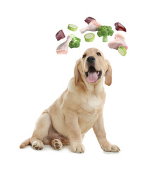 Obraz premium Cute puppy surrounded by flying vegetables, raw liver and chicken meat on white background. Natural pet food