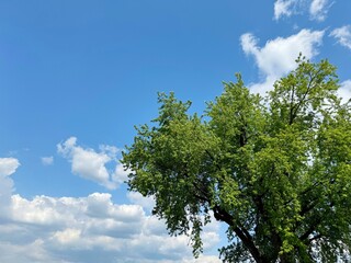 Obraz premium Tree green foliage against blue sky clouds 
