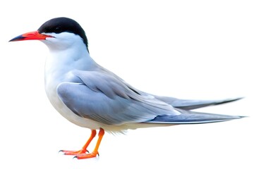 Obraz premium close up of a bird