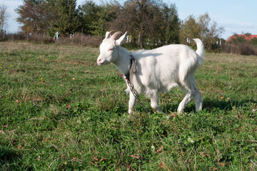 Obraz premium Goats graze on the meadow. Agriculture. Care of goats.