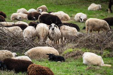 flock of sheep grazing in a meadow, Parâmio, municipality of Braganza, Trás-os-Montes and Alto...