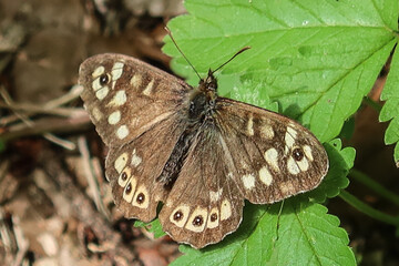 Waldbrettspiel dorsal