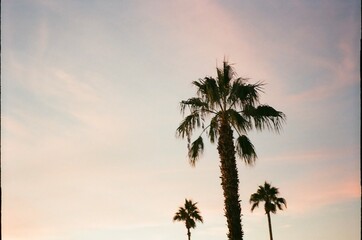 Obraz premium palm trees at sunset