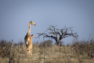 Botswana © Luca