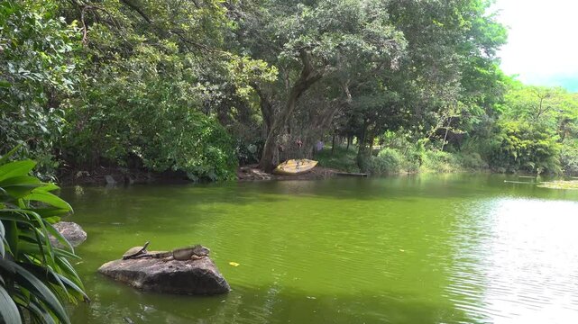 An iguana and a turtle sun bath on a rock together at a pond