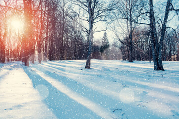 Winter forest background, spreading forest trees under falling snowflakes and snowdrifts on the...