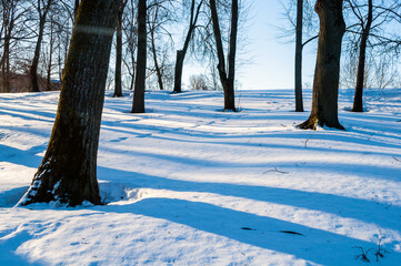 Winter forest landscape with bare winter trees and snowdrifts in sunny winter day