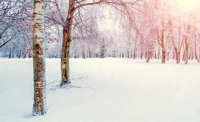 Winter landscape. January winter forest with deciduous winter tree covered with frost
