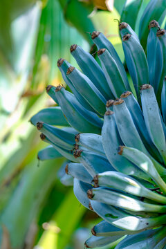 clean and fresh of bunches Blue Java Banana hanging from a banana plant