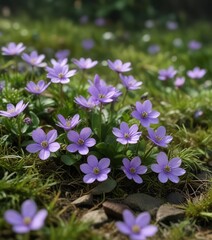 Delicate violet hepatica flowers against a backdrop of green grass and leaves, green background, nature photography, violet hepatica