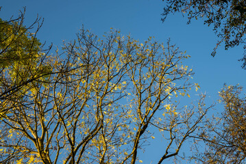 Fototapeta premium Nature--.